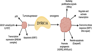 Lorecivivint Lorecivivint